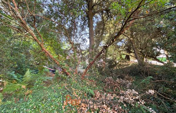 TERRAIN ARBORE à 100 M PLAGE DE NAUZAN