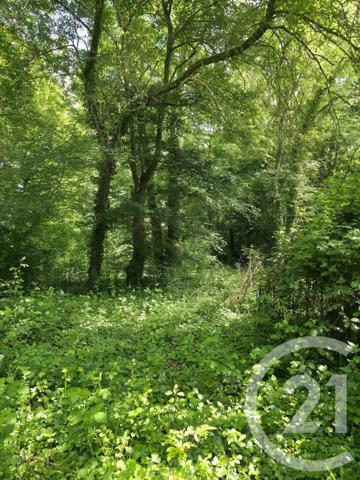 Terrain à vendre  1563 m2 AY CHAMPAGNE - 51