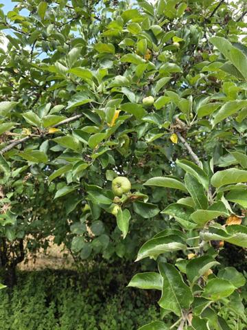 Terrain à ARGENTON SUR CREUSE (36200)