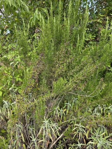 Terrain à ARGENTON SUR CREUSE (36200)