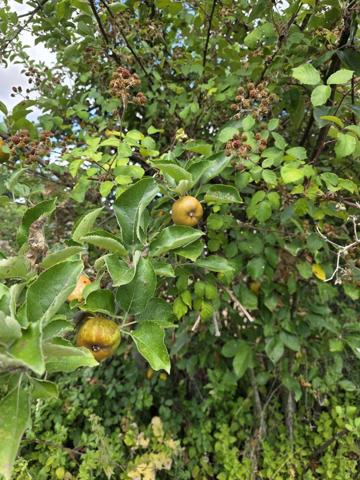 Terrain à ARGENTON SUR CREUSE (36200)