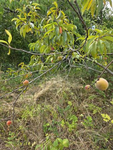 Terrain à ARGENTON SUR CREUSE (36200)