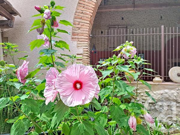 Maison à vendre  10 pièces - 433,37 m 2   LAVAUR  - 81