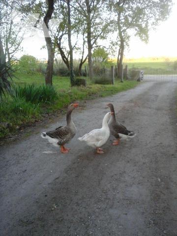 A vendre, Charente Maritime, Saint Just Luzac,  propriété sur environ 2 ha , comprenant une mai...