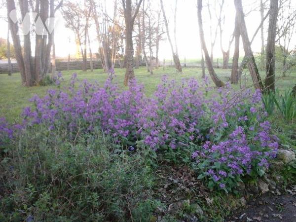A vendre, Charente Maritime, Saint Just Luzac,  propriété sur environ 2 ha , comprenant une mai...