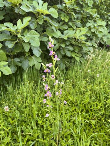 Mauvezin (32120) Ancien Corps de Ferme Gersois à Rénover – 130 m² Habitation + 550 m² Dépendances – Vue Pyrénées