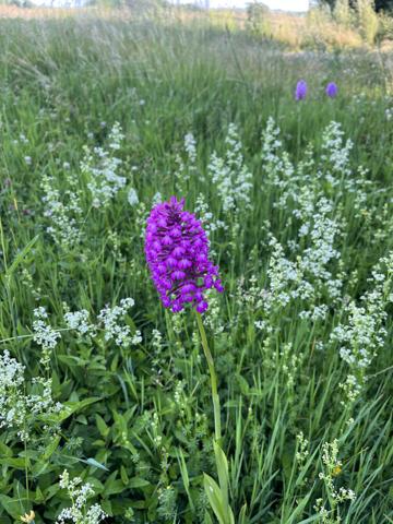 Mauvezin (32120) Ancien Corps de Ferme Gersois à Rénover – 130 m² Habitation + 550 m² Dépendances – Vue Pyrénées