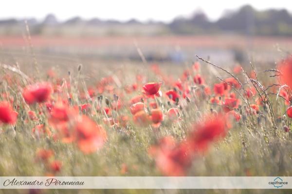 Terrain constructible à vendre proche de MAUZE SUR LE MIGNON (79) 1100m²