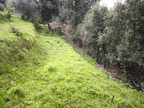 Terrain constructible SORBO OCAGNANO