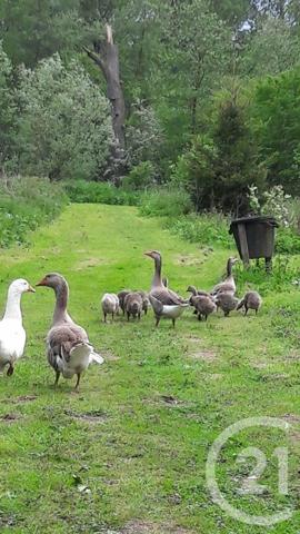 Terrain à vendre  16361 m2 MONTREUIL SUR MER - 62