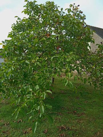 BATISSE A RENOVER A MESANGER