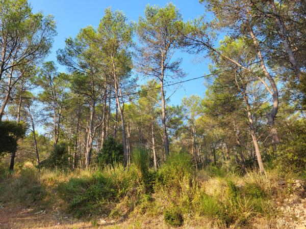 Carnoules (83660) CABANON T1 MEUBLE