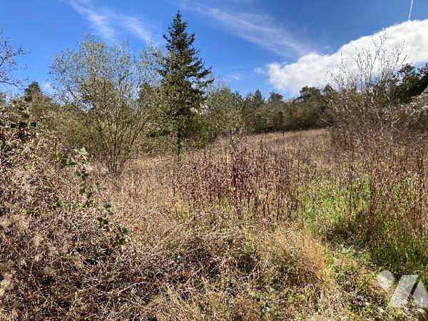 Un terrain à bâtir.