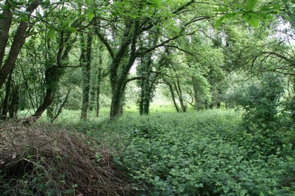 Vente Terrain 53650 m2 à Crédin