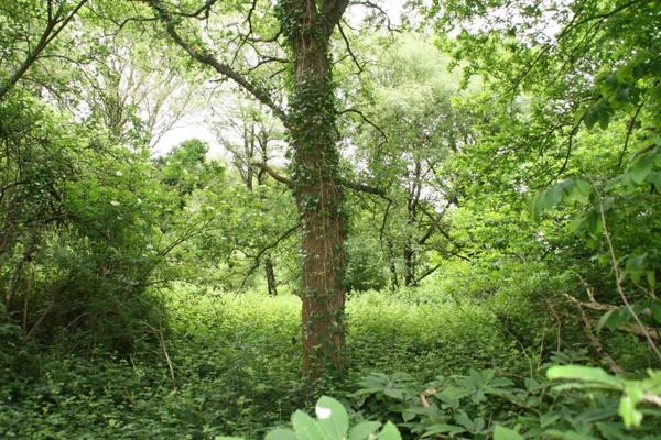 Vente Terrain 53650 m2 à Crédin