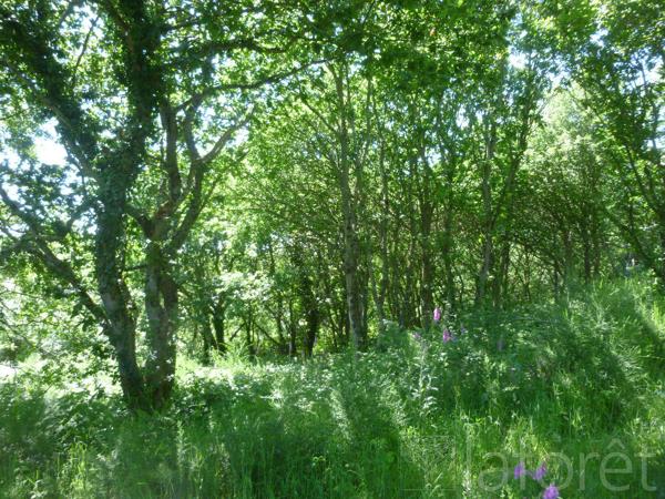 Achat terrain près de Guingamp - 4920 m² - 39 500 €