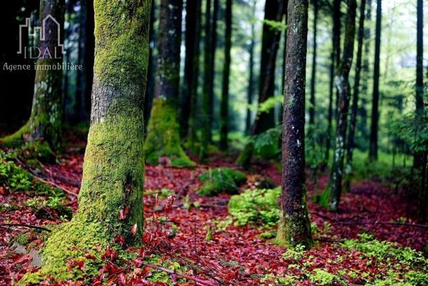 Vente Terrain 4730 m2 à Saint-Denis-en-Margeride