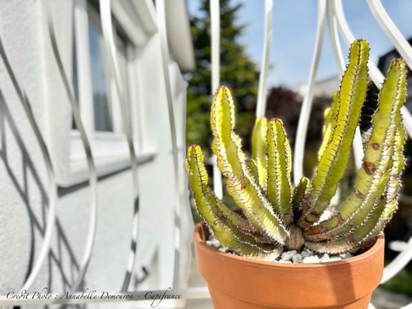Maison individuelle de ville à CEBAZAT (63) avec garages, cour, jardin, dépendances et T2 indépendant.