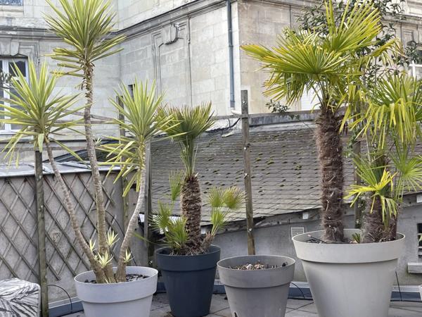 PRODUIT UNIQUE SUR SAUMUR CENTRE 120M2 HABITABLE 3 CHAMBRES 100M2 DE TERRASSE 1 PLACE DE PARKING PRIVATIVE