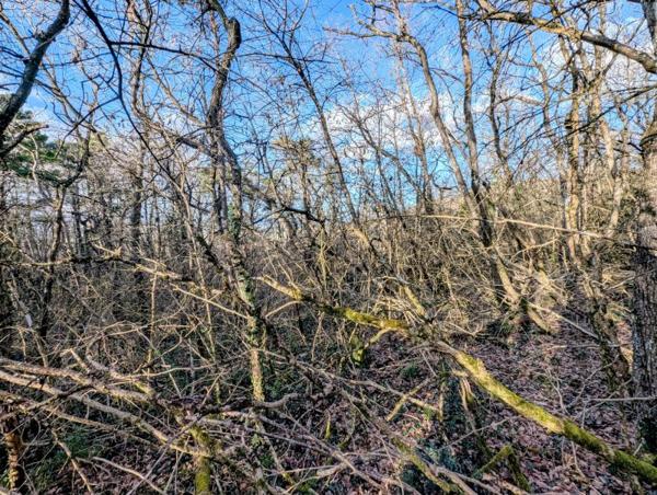 Vente / Terrain agricole