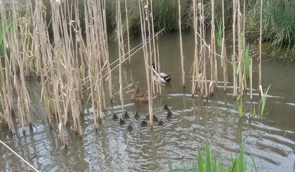 Longère Bretoncelles 6 pièce(s) 218 m2