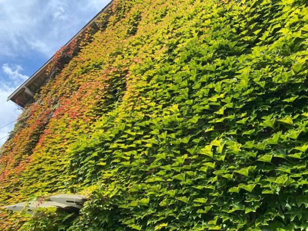grande maison en centre ville , avec terrain
