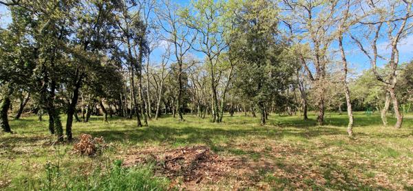 Saint-Siffret (30700) A vendre à Saint-siffret, beau terrain à bâtir viabilisé au coeur d'une chênaie.