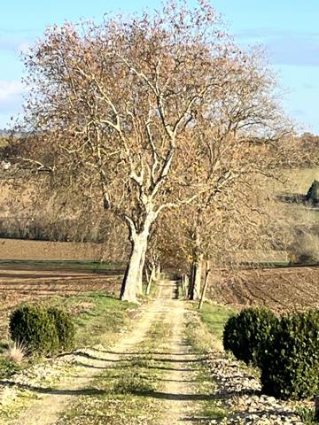 Mauvezin (32120) Propriété d’Exception – Maison de Maître à Réinventer – Dépendances – Environnement Préservé.