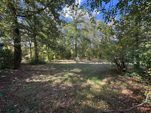 Grand terrain dans le domaine du lys