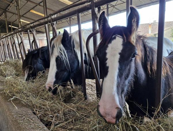Propriété de 20 hectares avec installations équestres en Poitou