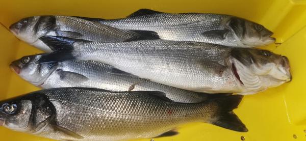 FINISTERE SUD (29) RESTAURANT BORD DE MER AVEC LOGEMENT