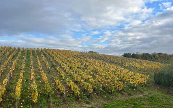 Maison à vendre    8 pièces •  Trigny