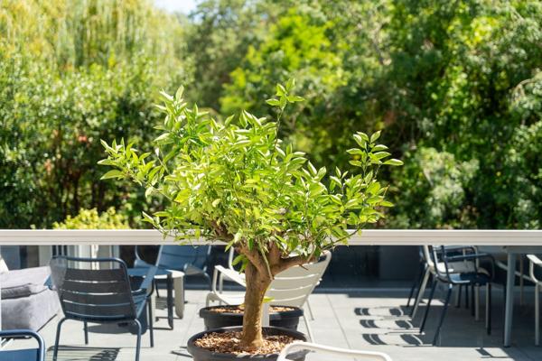 Vente Maison de luxe La Rochelle 6 Pièces 225 m²