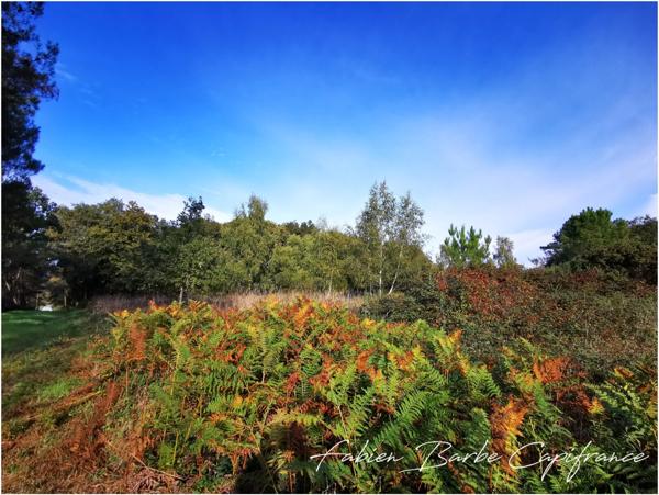 À vendre – Terrain de 20 000 m² avec bois, prairie et arbres fruitiers GUER (56)