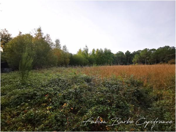 À vendre – Terrain de 20 000 m² avec bois, prairie et arbres fruitiers GUER (56)