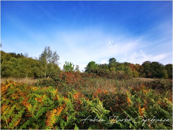 À vendre – Terrain de 20 000 m² avec bois, prairie et arbres fruitiers GUER (56)