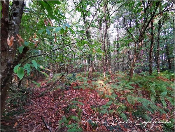 À vendre – Terrain de 20 000 m² avec bois, prairie et arbres fruitiers GUER (56)