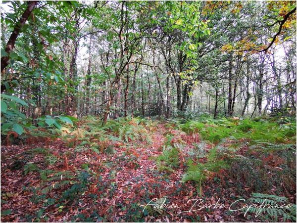 À vendre – Terrain de 20 000 m² avec bois, prairie et arbres fruitiers GUER (56)