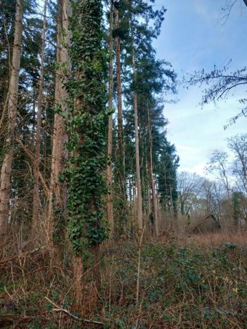 Terrain Saint Pere Sur Loire 31200 m2