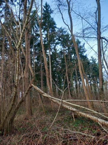 Terrain Saint Pere Sur Loire 31200 m2