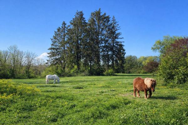 Maison avec dépendance sur 2 hectares - Vie de plain-pied et environnement naturel