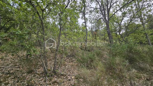 Votre conseillère BSK Immobilier, Fabienne Rigaud, vous fait découvrir ce vaste terrain non constructible et forestier de plus de 7 hectares 500, situé sur le secteur d’Oraison / Les Mées.

Le terrain se trouve à environ 1,3 km de la route, dont près de 300 mètres par un chemin carrossable, offrant un accès relativement facile tout en bénéficiant d’un cadre particulièrement calme et isolé.

Plus de 7 hectares 500 de nature, idéal pour les amoureux des grands espaces, de la forêt et de la tranquillité.

Terrain non constructible, offrant un cadre naturel préservé, sous réserve de la réglementation en vigueur.

Un emplacement privilégié pour profiter d’un véritable havre de nature, à l’écart des nuisances et de l’agitation.

À découvrir sans tarder !