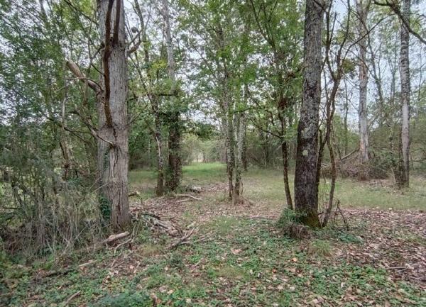 Terrain à vendre    Pruniers-en-Sologne