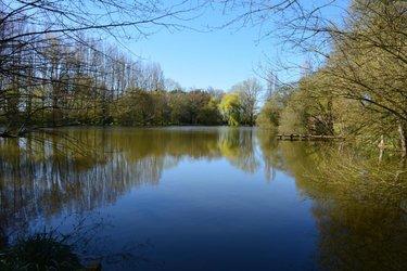 Terrain de loisirs - Bois - Etang à vendre à Bouère en Mayenne (53290), ref : 53039-414
