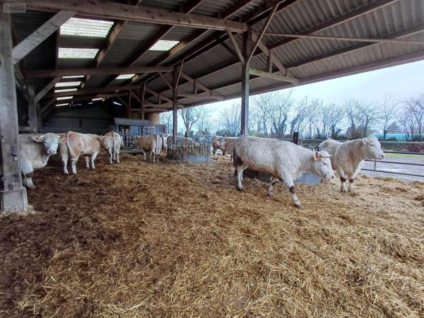 Maison à vendre à Guilberville dans la Manche (50160), ref : 26-11