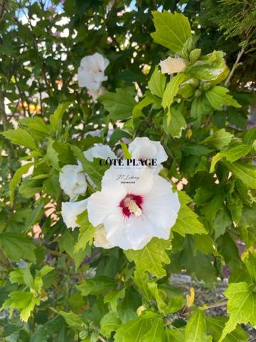 Vaux-sur-Mer (17640) VAUX-PONTAILLAC, Appartement duplex avec loggia, piscine, stationnement au prix de 147.000€ HAI