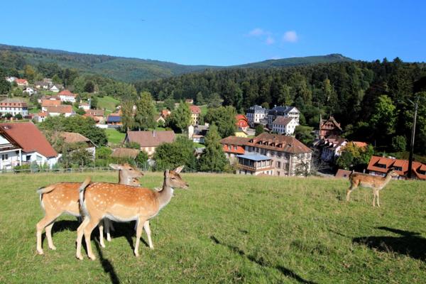 Dpt Bas-Rhin (67), à vendre proche de Strasbourg : Auberge - Gite - Emplacement N° 1 - Massif Vosgien - 1 155 m2 - Propriété 17,5 ares - Marcheurs - Motards - GR 53 - Hexa Trek - Parking