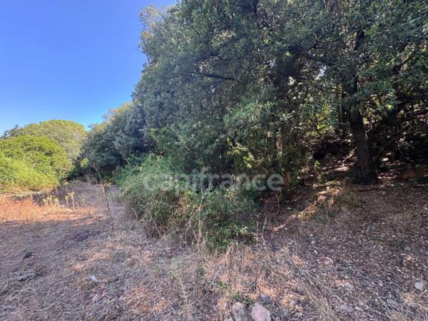Terrain à vendre de 3 380 m² GALERIA (Corse)