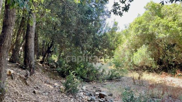 Terrain à vendre de 3 380 m² GALERIA (Corse)