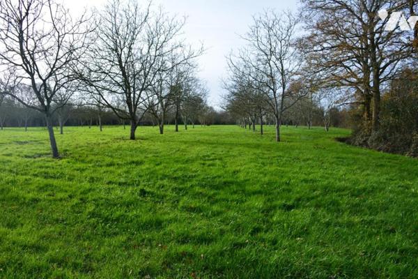 Vente sur la commune de Grez en Bouere un terrain arboré